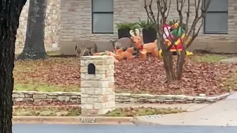 Deer Gang Up Against Reindeer Inflatables