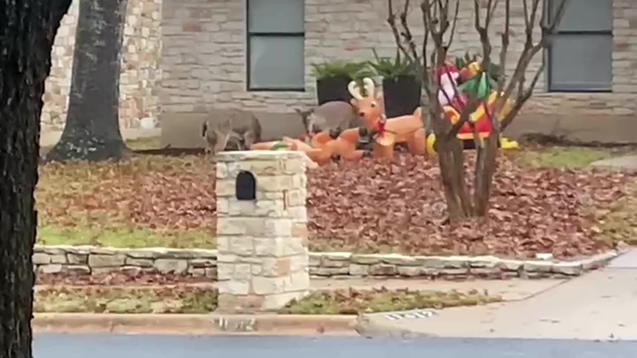 Deer Gang Up Against Reindeer Inflatables