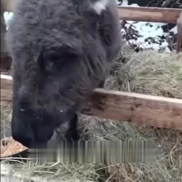 Donkeys Now Being Delivered to Russian Lines Due to Lack of Transport Vehicles