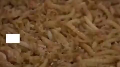 WEF Pushes Bugs for Us While Dining on Steak 🍽️ | The Truth About “Climate Solutions”