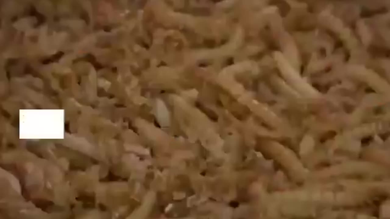 WEF Pushes Bugs for Us While Dining on Steak 🍽️ | The Truth About “Climate Solutions”