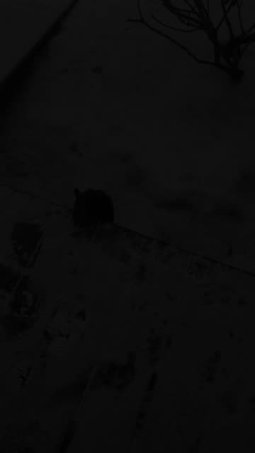 Void floof shadow steps to share a midnight snack in the cold. #SparklegleamFarm #Bunny #homestead