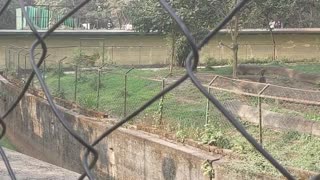 Alipore Zoo & Royal Bengal Tiger