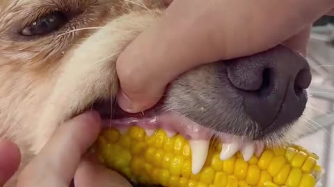 Golden Retriever Clings Tightly to Corn on the Cob