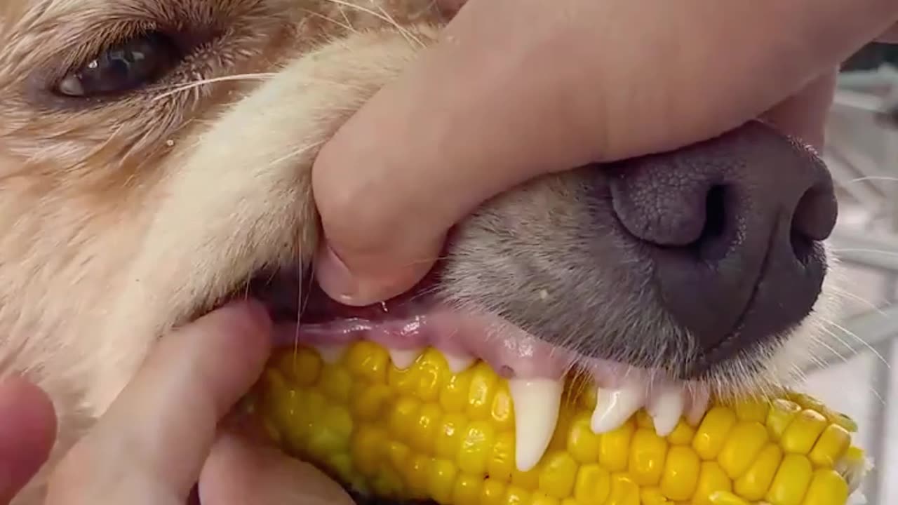 Golden Retriever Clings Tightly to Corn on the Cob