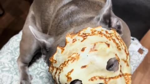 THESE FUNNY DOGS! 🤣 Guaranteed to Make You Laugh!