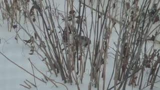 Loggerhead Shrike Eating a Piece of Meat Attached To Feathers