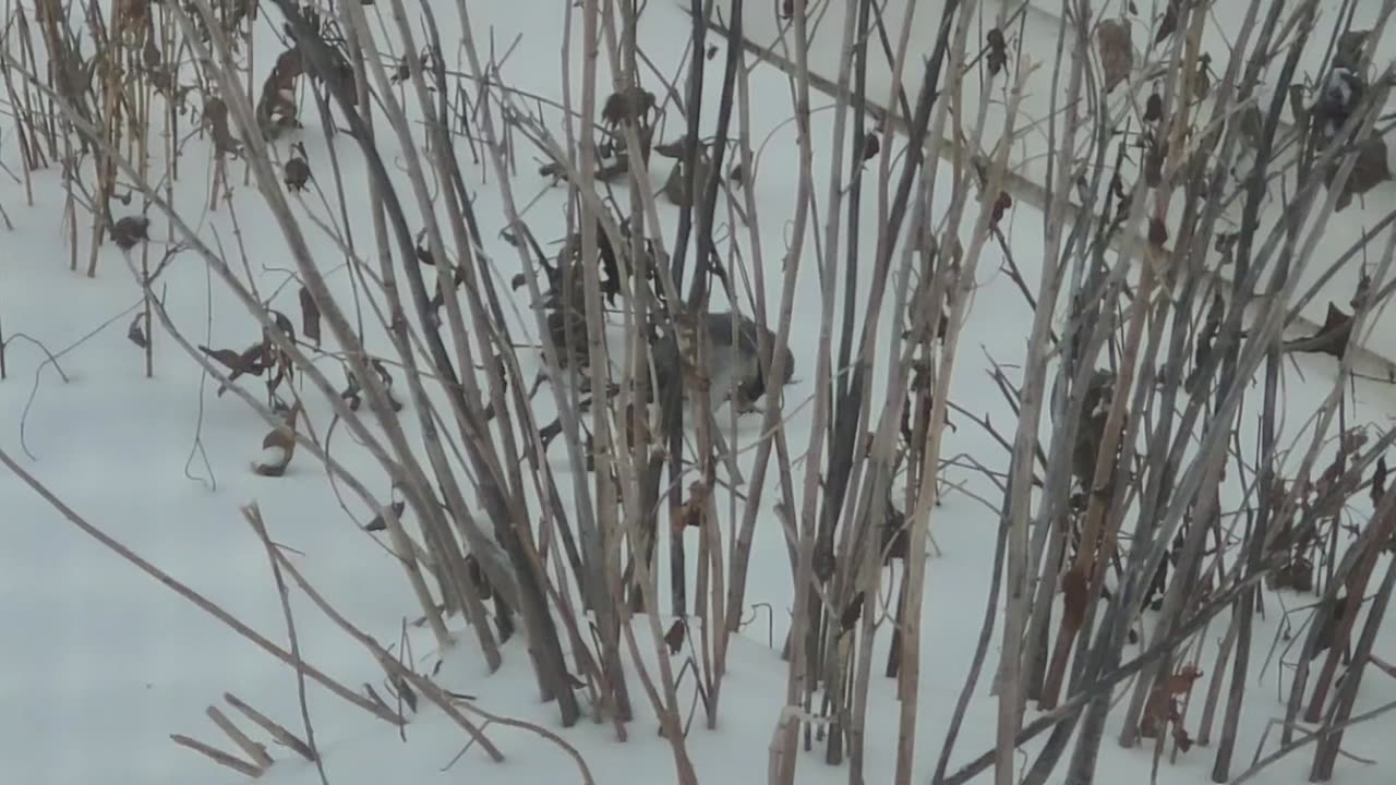 Loggerhead Shrike Eating a Piece of Meat Attached To Feathers