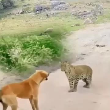 I don't know was said.The leopard was also confused.This operation made me dumbfounded.