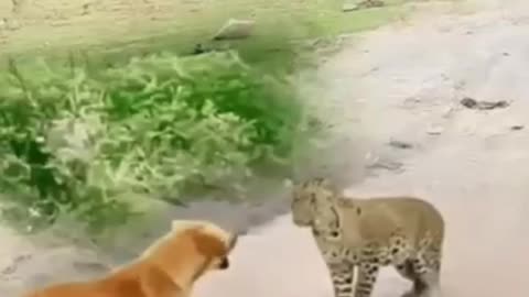 I don't know was said.The leopard was also confused.This operation made me dumbfounded.