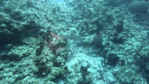 Sharks surround scuba divers in San Salvador Bahamas