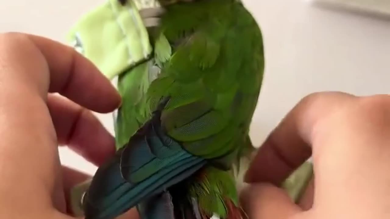 🤯🦜 Parrot's Diaper Change Will Surprise You! | FeedMyCuriosity
