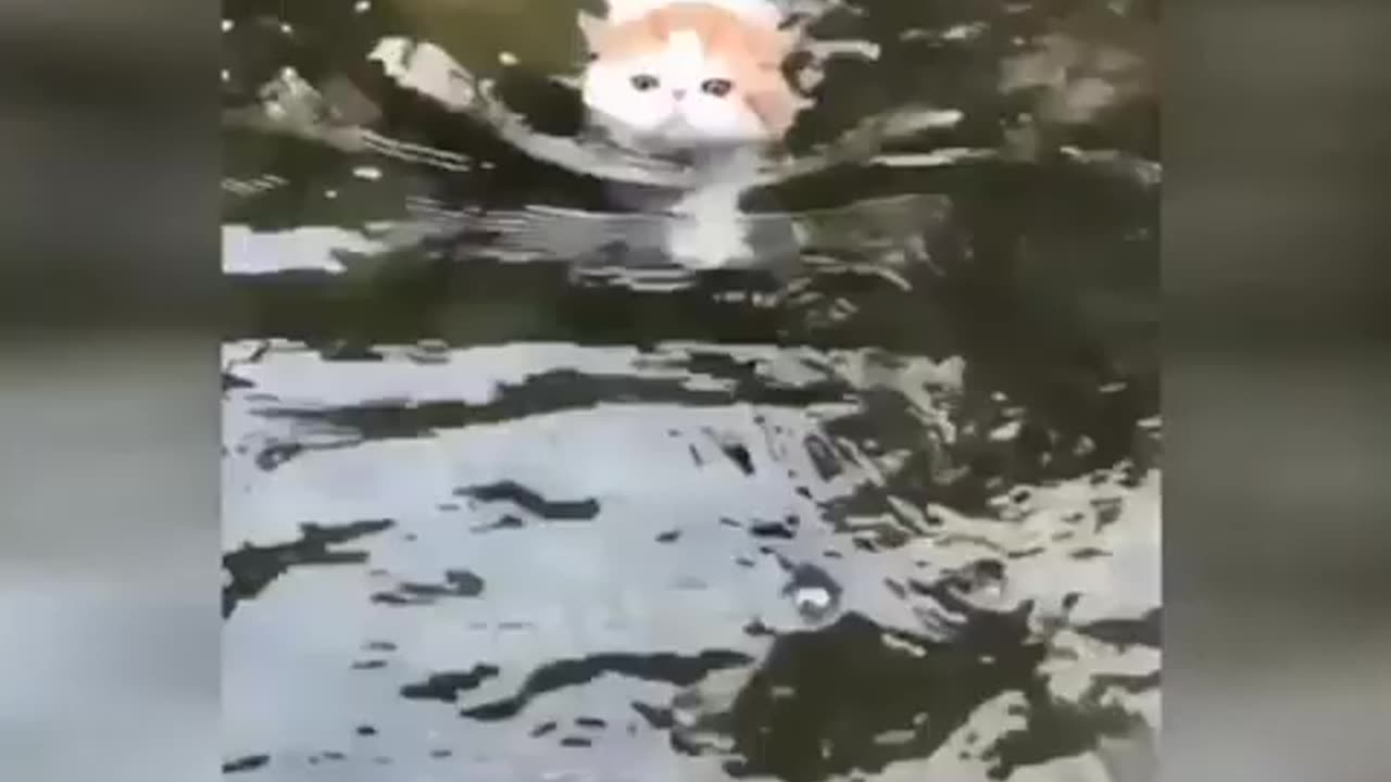 Funny cat video