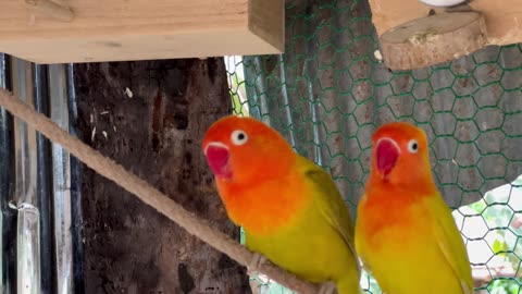 Beautiful Love birds Parrot 🥰 lovely little parrots 🦜😍 #parrot #budgielove #birdsounds #lov