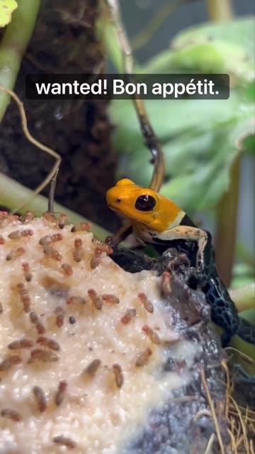 Tropical springtails