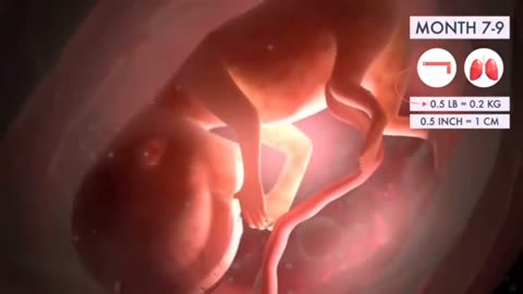 Boy or Girl? The father’s sperm decides — proven by science and the Qur’an,