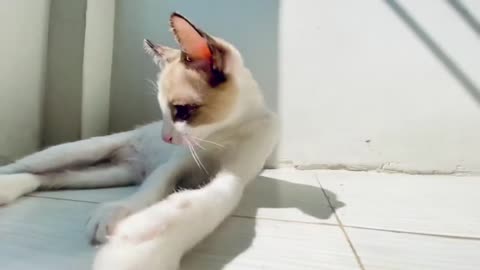 🐱 The Funniest Cat Videos That Will Make You Laugh Nonstop! 😂🎬 Part 3