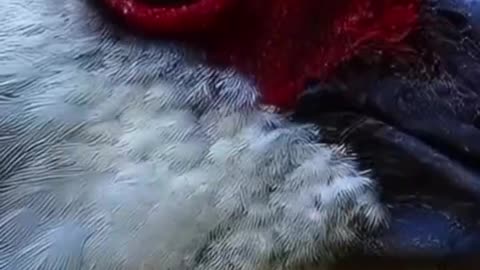 A close-up look at the unique faces and features of amazing birds