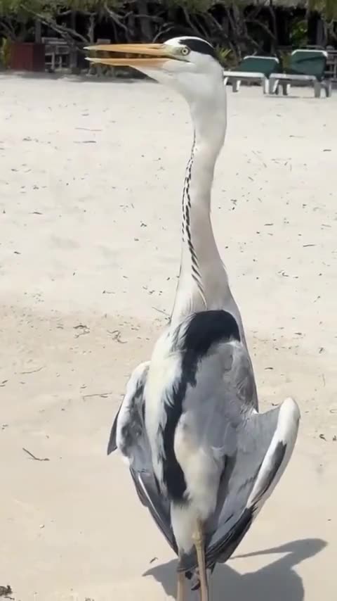 Pretending to be a mannequin