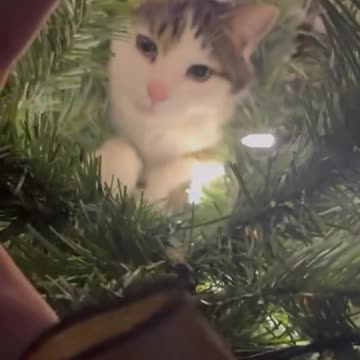 CATS And Christmas tree