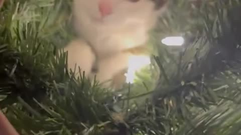 CATS And Christmas tree