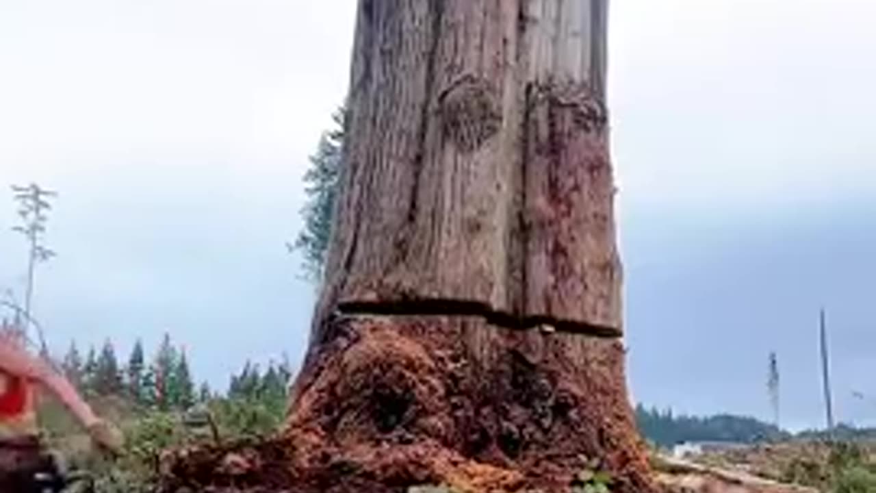 Cutting Down Some Massive Trees Compilation