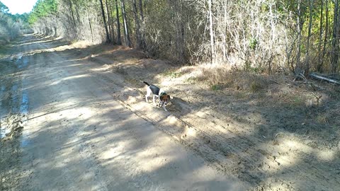 Hunting with Hounds Coastal NC