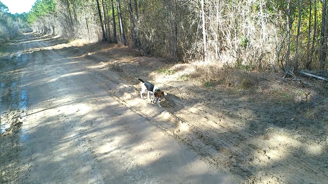 Hunting with Hounds Coastal NC