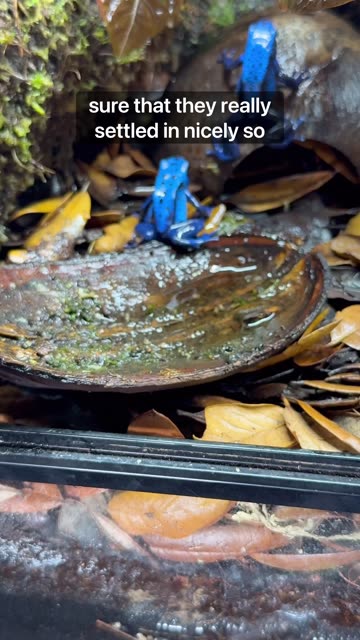 Adding Poison Dart Frogs To My Terrarium!