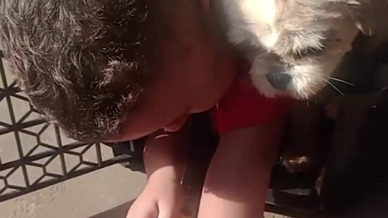 Boy and Dog Stuck in a Dog Crate