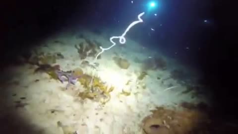 💥🦠 The Shocking Polychaete Explosion You Have to See to Believe | TheHauntingHour
