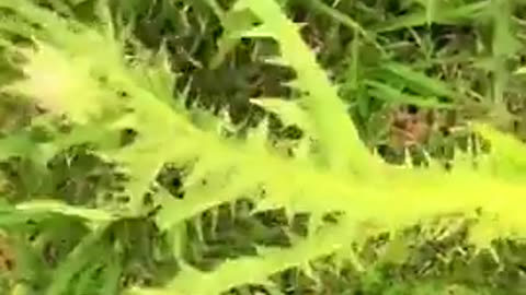 Thistles are edible, did you know that?