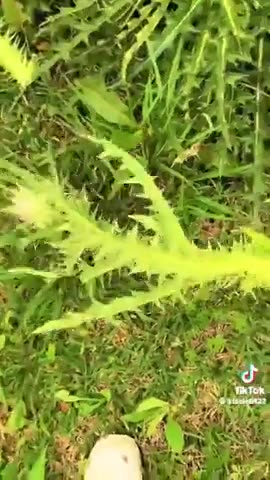 Thistles are edible, did you know that?
