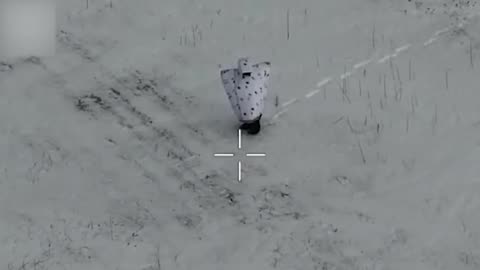 Ukrainians, Why Did You Kill the Penguin? What Did It Do to You? 😢😢😢