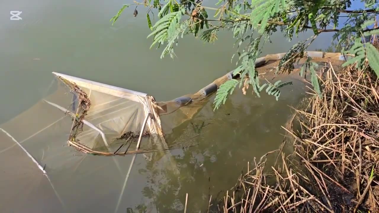 Whitebaiting New zealand opening day