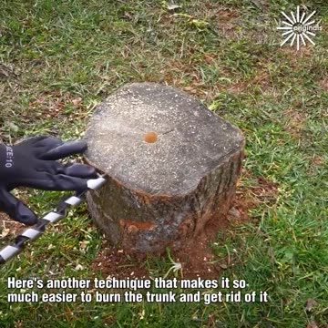Check out these ways to get rid of old tree trunks from your yard!.hd