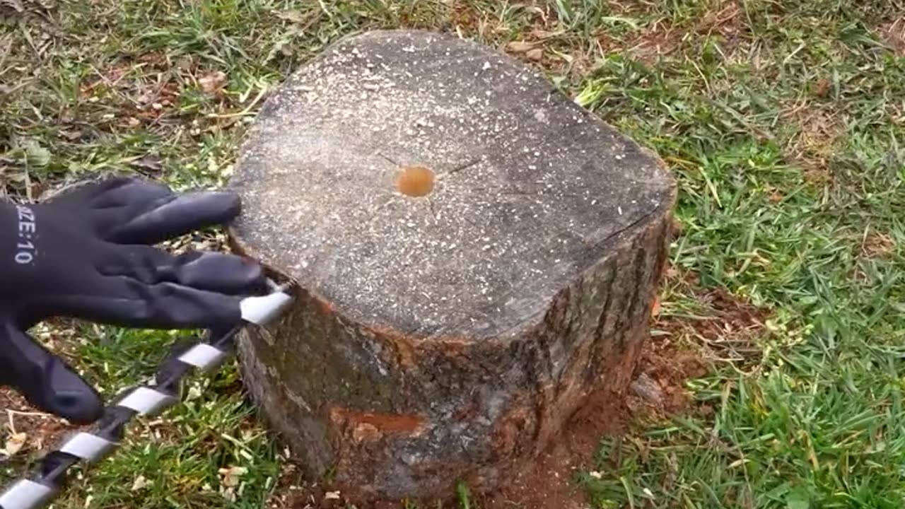 Check out these ways to get rid of old tree trunks from your yard!.hd