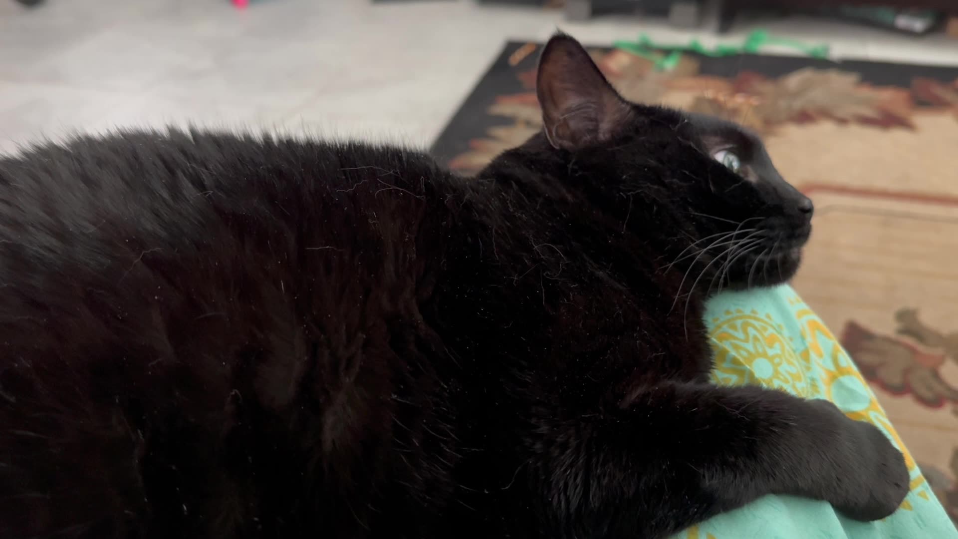 Cute Precious Piper Almost Falls Asleep on My Lap - My Adopted Shelter Cat Vlog