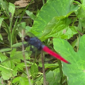 Expat Farm Life Philippines | Dragonfly Moments