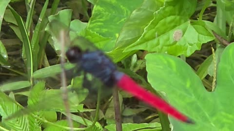 Expat Farm Life Philippines | Dragonfly Moments