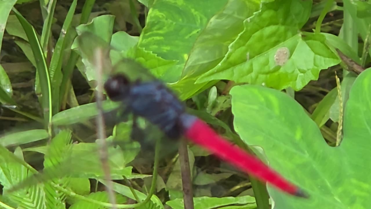 Expat Farm Life Philippines | Dragonfly Moments