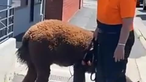 Most Aussie interaction ever!