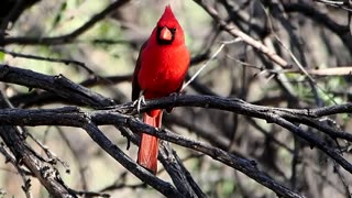 Northern Cardinals