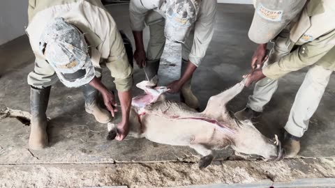 Skinning and Meat Prep of Wild African Game & BONUS - Our Puppies get Real ChewToys