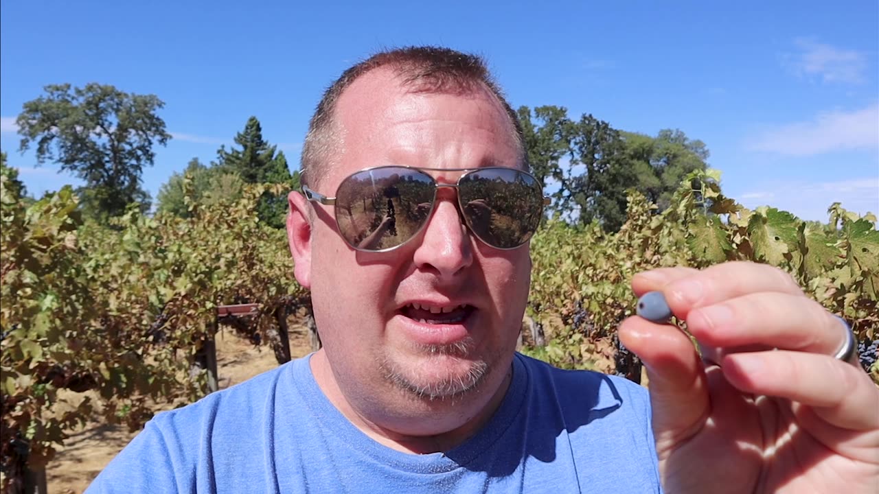 How Do Wines Get Their Color?