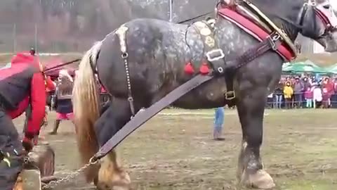 The Ardennes Draft Horse is considered one of the oldest breeds