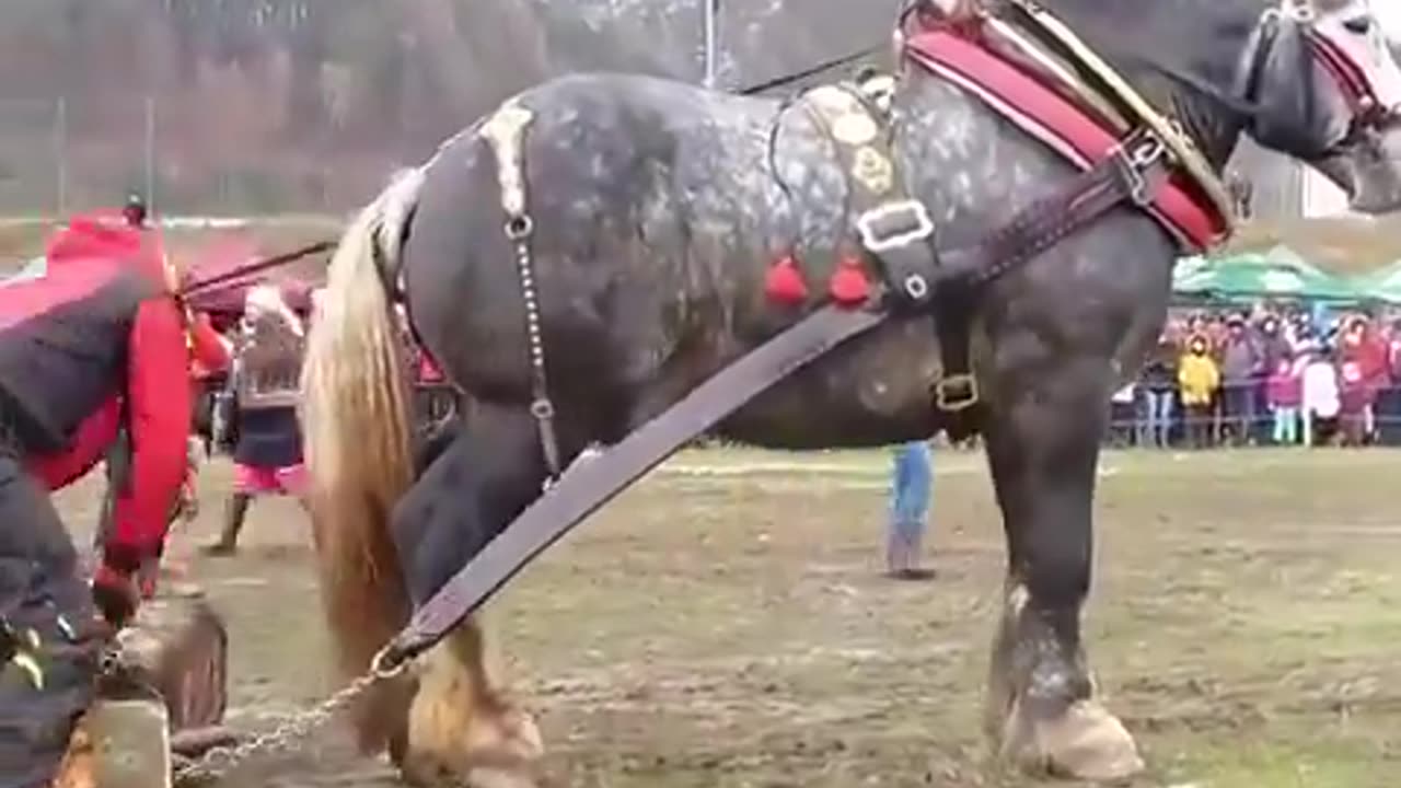 The Ardennes Draft Horse is considered one of the oldest breeds