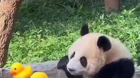 Adorable Hidden Panda Moments!!!