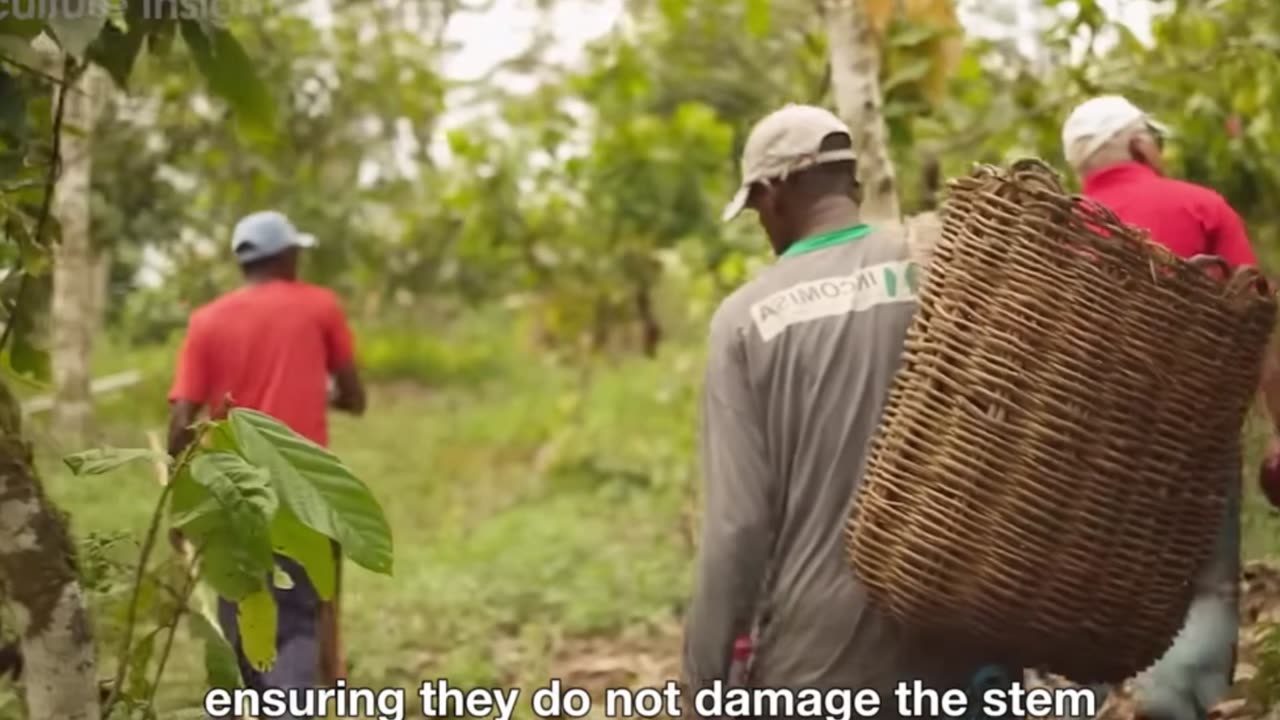 How Chocolate is Made: From Bean to Bar – The Sweet Journey Uncovered!