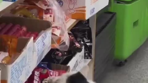 Cat stealing food from departmental store